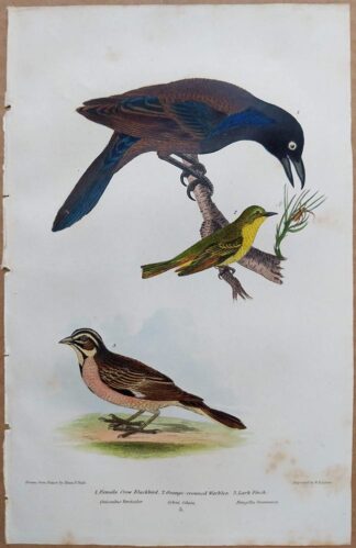 Continuation Plate 5 of Female Crow Blackbird, Orange-crowned Warbler, Lark Finch from American Ornithology by Alexander Wilson, 1832