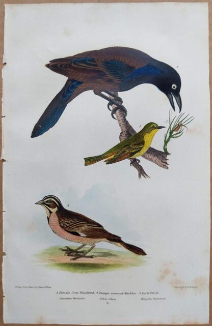 Continuation Plate 5 of Female Crow Blackbird, Orange-crowned Warbler, Lark Finch from American Ornithology by Alexander Wilson, 1832