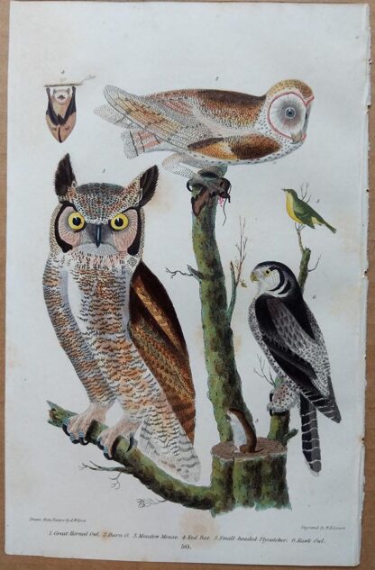Plate 45 of the Great-horned Owl, Barn Owl from American Ornithology by Alexander Wilson, 1832