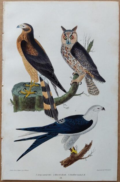 Plate 51 of the Long-eared Owl, Marsh Hawk, Swallow-tailed Hawk from American Ornithology by Alexander Wilson, 1832