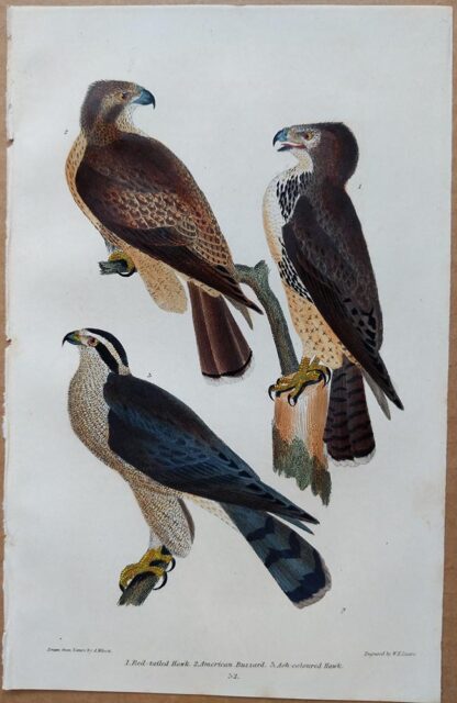 Plate 52 of the Red-tailed Hawk, American Buzzard from American Ornithology by Alexander Wilson, 1832