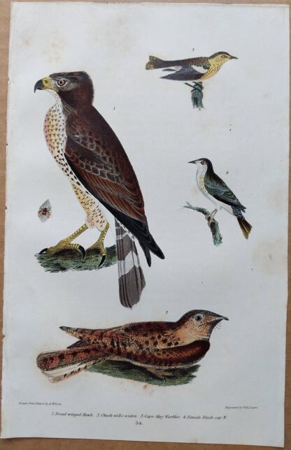 Plate 54 of the Broad-winged Hawk from American Ornithology by Alexander Wilson, 1832