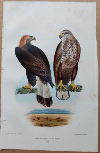 Plate 55 of the Ring-tail Eagle, Sea Eagle from American Ornithology by Alexander Wilson, 1832