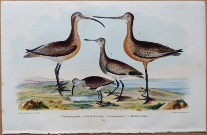 Plate 56 of the Esquimaux Curlew, Snipe, Godwit from American Ornithology by Alexander Wilson, 1832