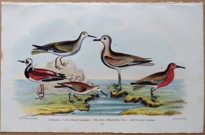 Plate 57 of the Turnstone, Sandpiper, Plover from American Ornithology by Alexander Wilson, 1832
