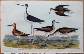 Plate 58 of the Red-breasted Snipe, Avoset, Sandpiper from American Ornithology by Alexander Wilson, 1832