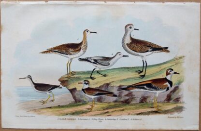 Plate 59 of the Spotted Sandpiper, Plover from American Ornithology by Alexander Wilson, 1832