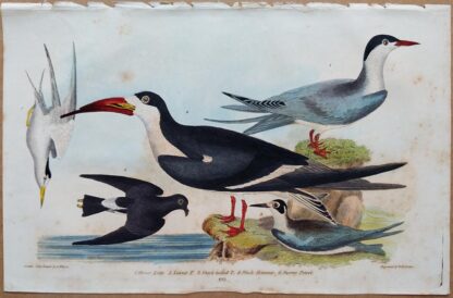 Plate 60 of the Great Tern, Black Skimmer from American Ornithology by Alexander Wilson, 1832