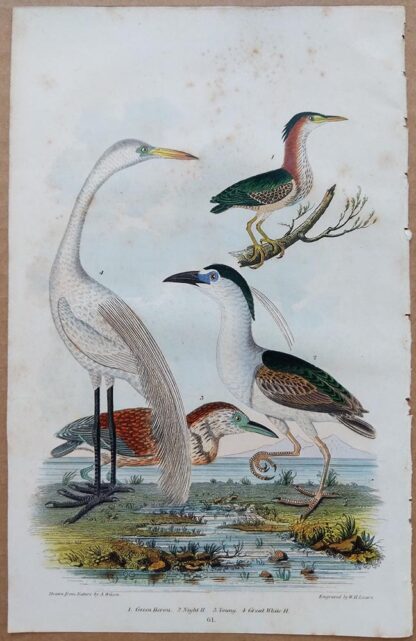 Plate 61 of the Green Heron, Night Heron, and Great White Heron from American Ornithology by Alexander Wilson, 1832 from American Ornithology by Alexander Wilson, 1832