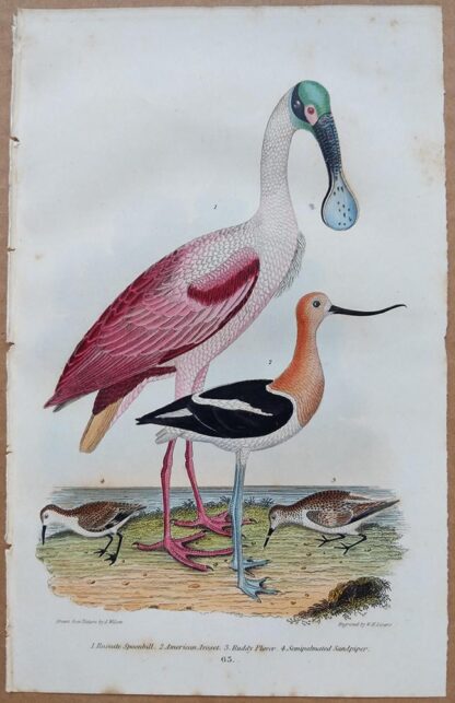 Plate 63 of the Roseate Spoonbill, American Avoset, Ruddy Plover, Sandpiper from American Ornithology by Alexander Wilson, 1832