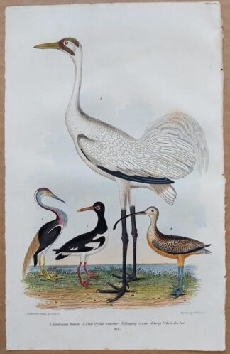 Plate 64 of the Louisiana Heron, Pied Oyster-catcher, Hooping Crane from American Ornithology by Alexander Wilson, 1832