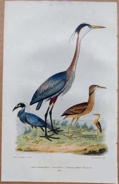 Plate 65 of the Yellow-crowned Heron, Great Heron, American Bittern from American Ornithology by Alexander Wilson, 1832