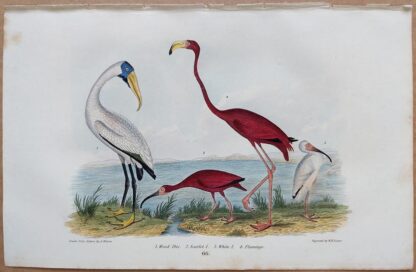 Plate 66 of Wood Ibis, Scarlet Ibis, White Ibis, Flamingo from American Ornithology by Alexander Wilson, 1832