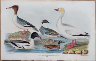 Plate 68 of Goosander, Pin-tail Duck, Blue-wing Teal, Snow Goose from American Ornithology by Alexander Wilson, 1832