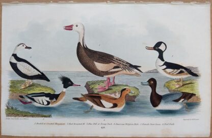 Plate 69 of Hooded Merganser, Scaup Duck, Widgeon, Snow Goose from American Ornithology by Alexander Wilson, 1832