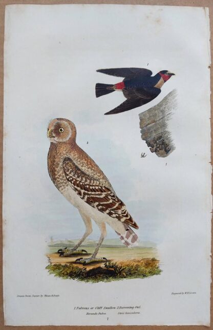 Continuation Plate 7 of Cliff Swallow, Burrowing Owl from American Ornithology by Alexander Wilson, 1832