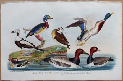 Plate 70 of Long-tailed Duck, Summer Duck, Teal, Mallard from American Ornithology by Alexander Wilson, 1832