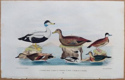 Plate 71 of Gadwal Duck, Eider Duck, Smew, Ruddy Duck from American Ornithology by Alexander Wilson, 1832