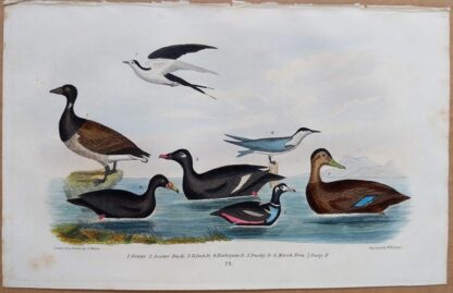 Plate 72 of Brant Goose, Scoter Duck, Velvet Duck, Sooty Tern from American Ornithology by Alexander Wilson, 1832