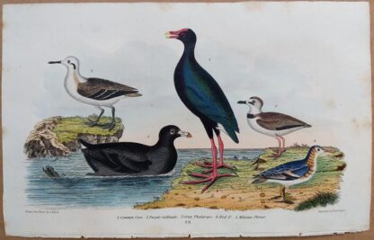 Plate 73 of Common Coot, Purple Gallinule, Phalarope, Plover from American Ornithology by Alexander Wilson, 1832