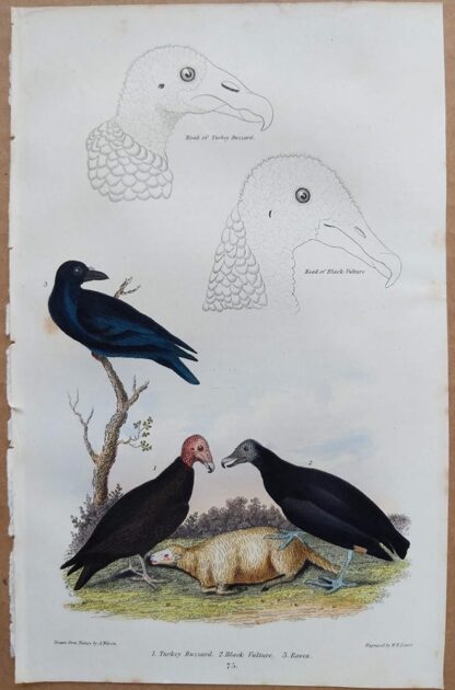 Plate 75 of Turkey Buzzard, Black Vulture, Raven from American Ornithology by Alexander Wilson, 1832