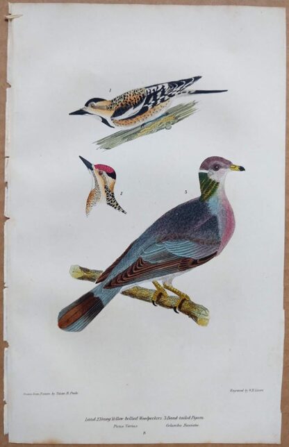 Continuation Plate 8 of Yellow-bellied Woodpeckers, Band-tailed Pigeon from American Ornithology by Alexander Wilson, 1832