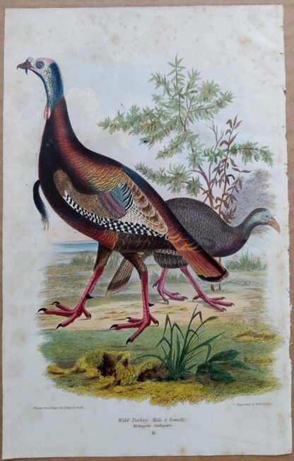 Continuation Plate 9 of Wild Turkey from American Ornithology by Alexander Wilson, 1832