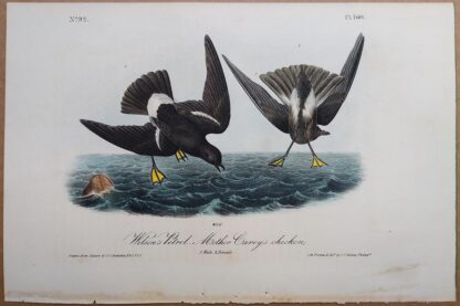 Original antique Audubon print of Wilson's Petrel - Mother Carey's chicken, from 1840