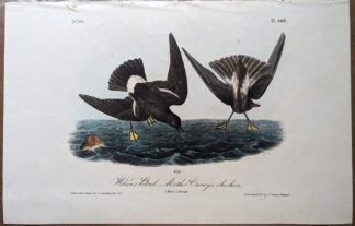 Antique Audubon print, Royal Octavo First Edition, Wilson's Petrel, Plate 460
