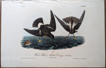 Antique Audubon print, Royal Octavo First Edition, Wilson's Petrel, Plate 460
