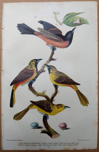 Orchard Oriole and egg from American Ornithology by Alexander Wilson, 1832