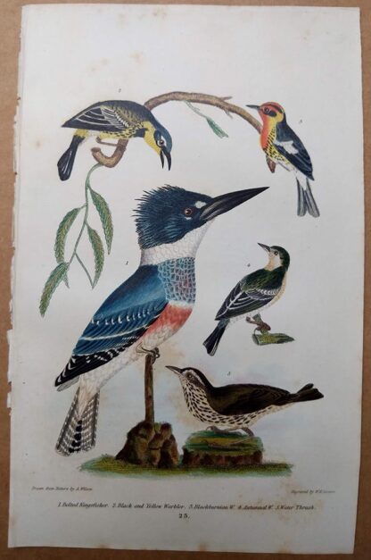 Antique print, plate 23, from 1832 of Belted Kingfisher, Warbler, Thrush from Alexander Wilson's American Ornithology