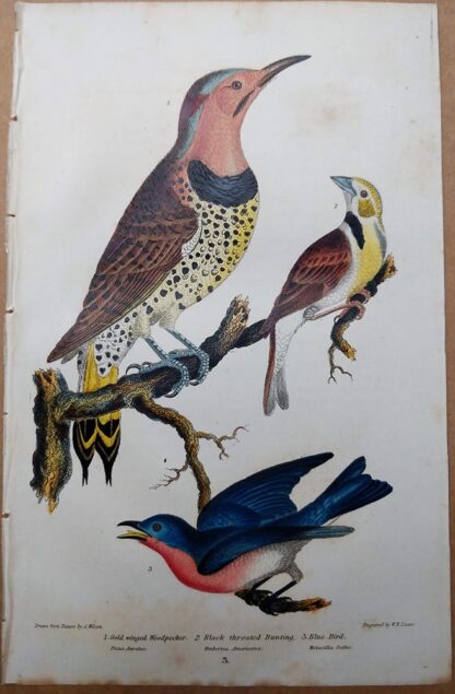 Original antique print from American Ornithology by Alexander Wilson of Woodpecker, Bunting, and Blue Bird