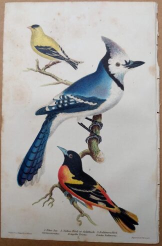 Blue Jay, Goldfinch, Baltimore Oriole antique print from Alexander Wilson American Ornithology, 1832