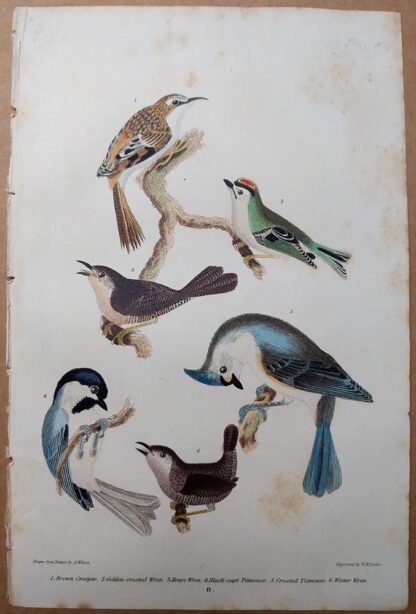 Original antique print from American Ornithology by Alexander Wilson, 1832 - Brown Creeper, Golden-crested Wren, House Wren, Titmouse