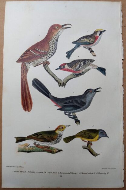 Antique print, plate 14, from 1832 of Brown Thrush, Cat Bird, Warbler from Alexander Wilson's American Ornithology