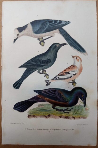 Antique print, plate 21, from 1832 of Canada Jay, Snow Bunting, Rusty Grackle, Purple Grackle from Alexander Wilson's American Ornithology