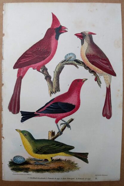 Antique print, plate 11, from 1832 of Cardinal Grosbeak, Red Tanager, and eggs from Alexander Wilson's American Ornithology