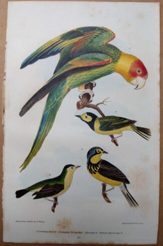 Antique print, plate 26, from 1832 of Carolina Parrot from Alexander Wilson's American Ornithology