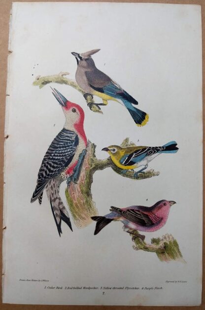 1832 original print by Wilson, American Ornithology of Cedar Bird, Red-bellied Woodpecker, Purple Finch