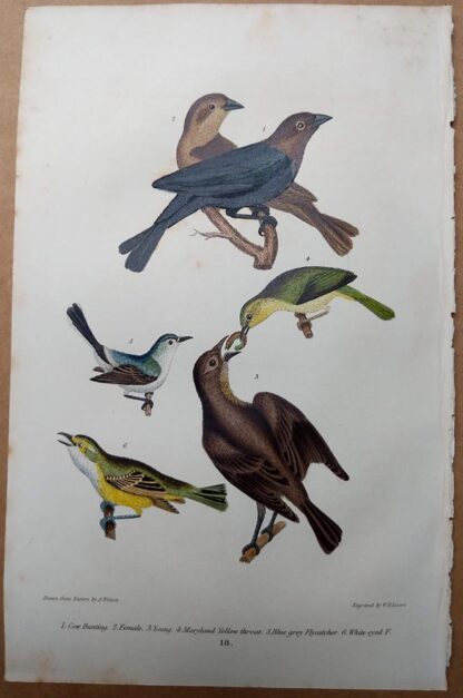 Antique print, plate 18, from 1832 of Cow Bunting, Maryland Yellow Throat from Alexander Wilson's American Ornithology