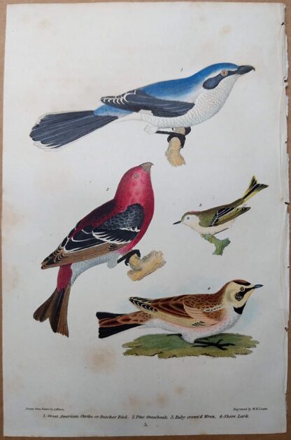 Plast 5 from American Ornithology by Alexander Wilson of the Great American Shrike, Pine Grossbeak, Wren, and Shore Lark, printed in 1832