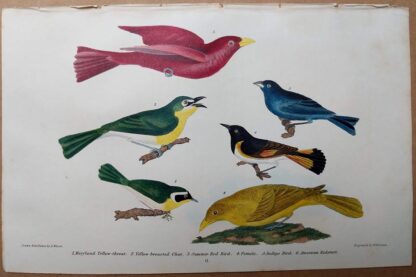 Antique original print of Maryland yellow-throat, yellow-breated chat, summer red bird, indigo bird, and American Redstart by Alexander Wilson, 1832