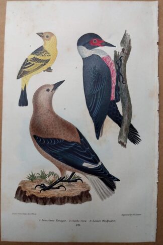 Antique print, plate 20, from 1832 of Louisiana Tanager, Clarks Crow, Lewis's Woodpecker from Alexander Wilson's American Ornithology
