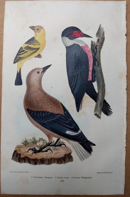 Antique print, plate 20, from 1832 of Louisiana Tanager, Clarks Crow, Lewis's Woodpecker from Alexander Wilson's American Ornithology