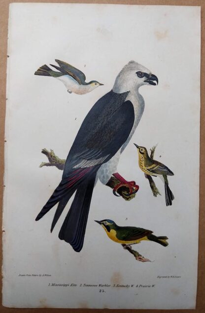 Antique print, plate 25, from 1832 of Mississippi Kite, Tennessee Warbler, Kentucky Warbler from Alexander Wilson's American Ornithology