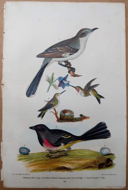 Antique print, plate 10, from 1832 of Mocking Bird and Humming Birds from Alexander Wilson's American Ornithology