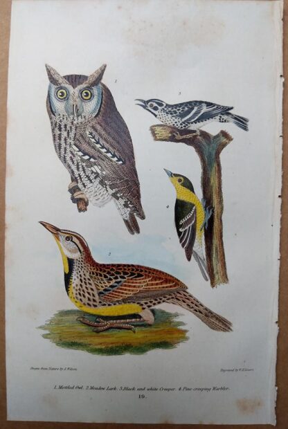 Antique print, plate 19, from 1832 of Mottled Owl, Meadow Lark from Alexander Wilson's American Ornithology