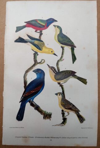 Antique print, plate 24, from 1832 of Painted Bunting, Blue Grosbeak from Alexander Wilson's American Ornithology