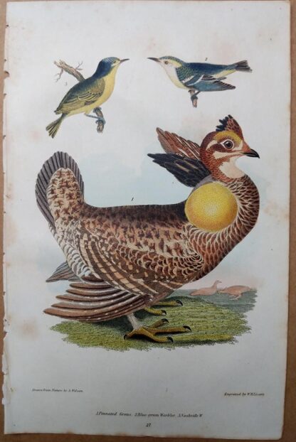 Antique print, plate 27, from 1832 of Pinnated Grouse from Alexander Wilson's American Ornithology